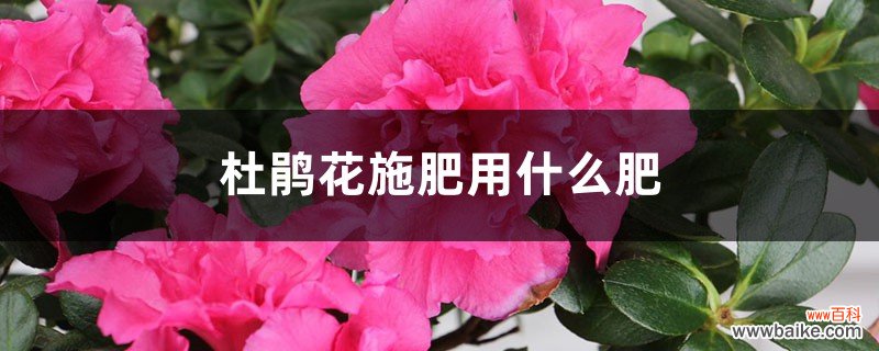 杜鹃花施肥用什么肥，杜鹃花如何施肥