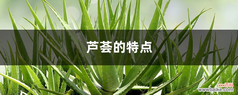 芦荟的特点