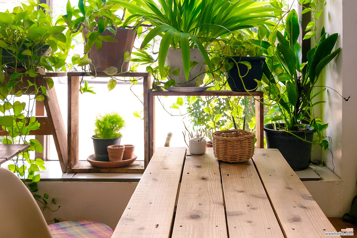 适合放在家中净化空气的植物，适合放在办公室的绿植