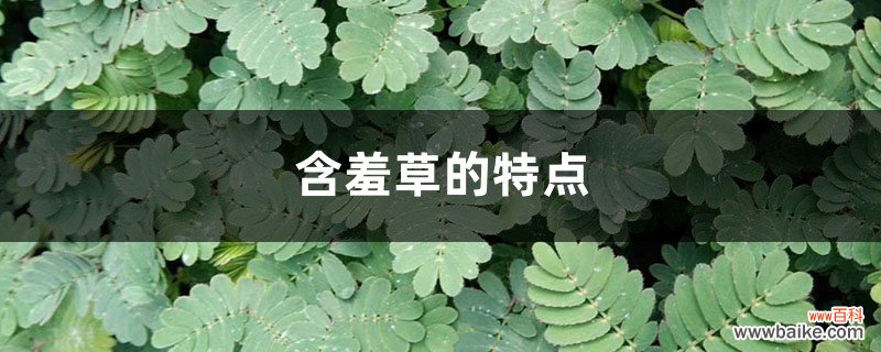 含羞草的特点