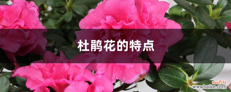 杜鹃花的特点