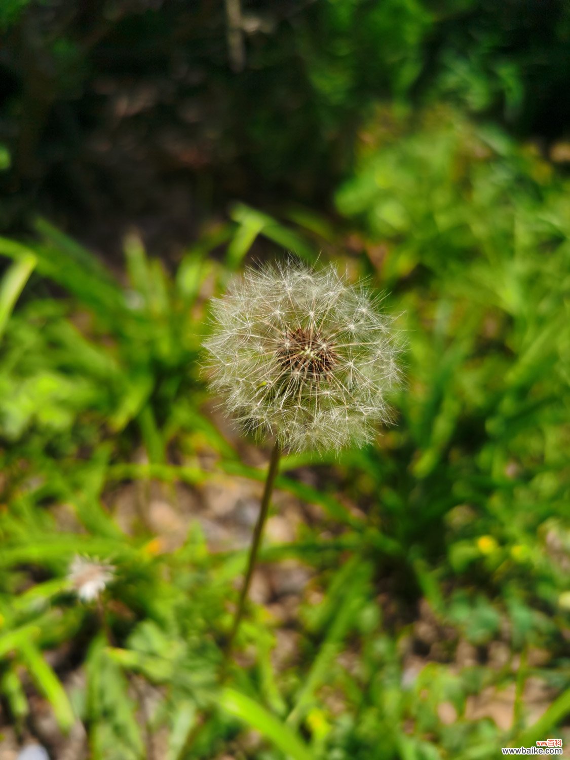 蒲公英的特点