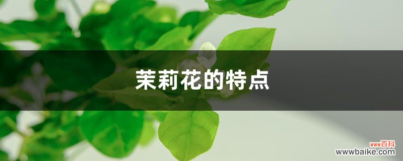 茉莉花的特点