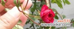 红木香的养殖方法，红木香花啥时候种植