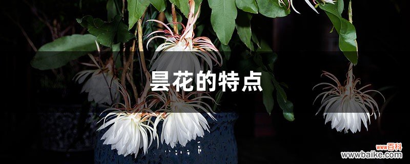 昙花的特点