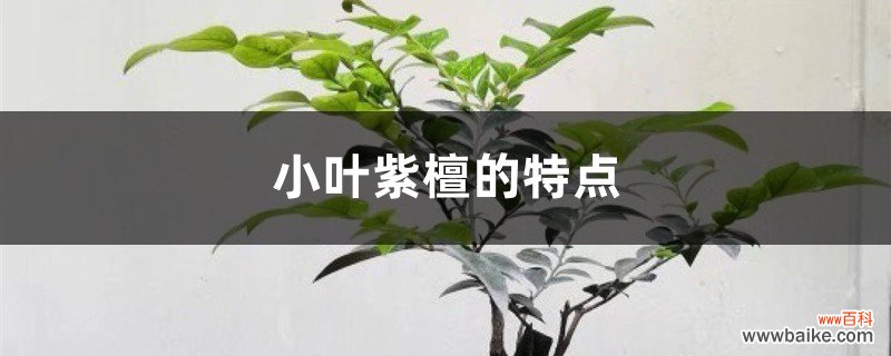 小叶紫檀的特点