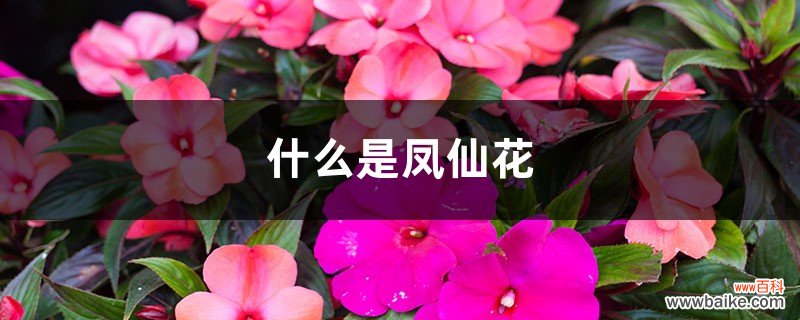 什么是凤仙花