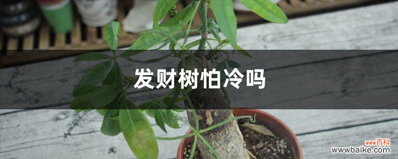 发财树怕冷吗