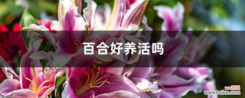 百合好养活吗，该怎么养？