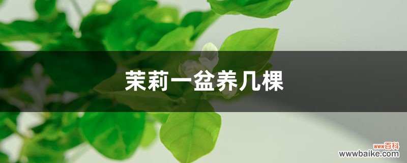 茉莉一盆养几棵，该怎么养？