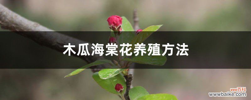 木瓜海棠花的养殖方法