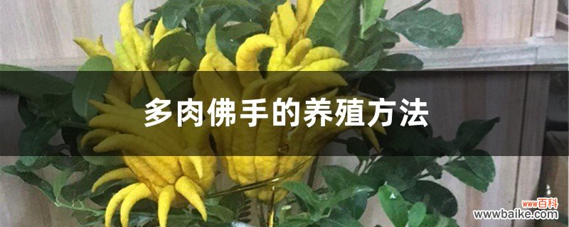 多肉佛手的养殖方法