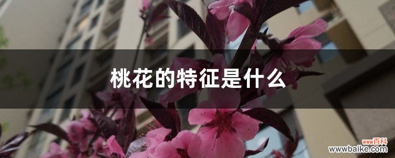 桃花的特征是什么