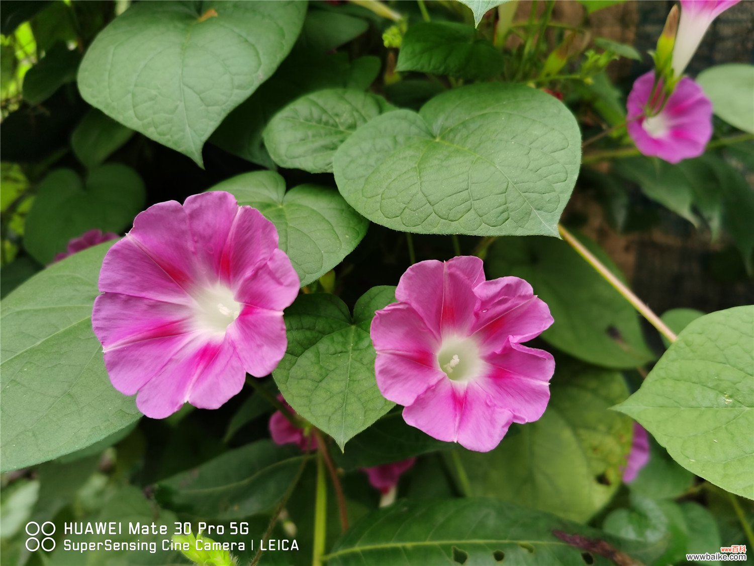 牵牛花的习性