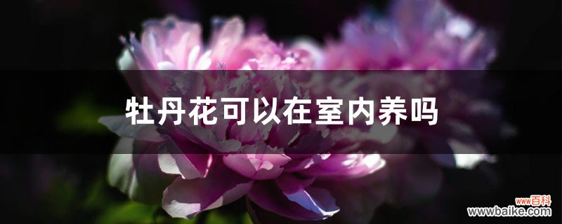 牡丹花可以在室内养吗