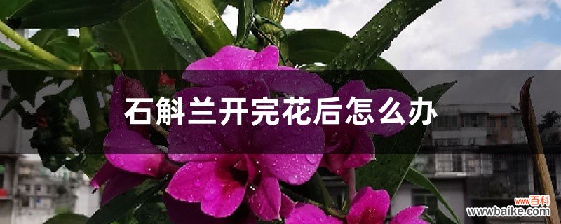 石斛兰开完花后怎么办