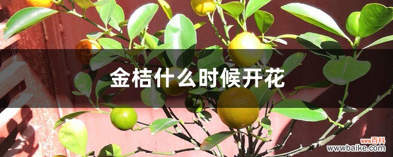 金桔什么时候开花，开花时怎么养？