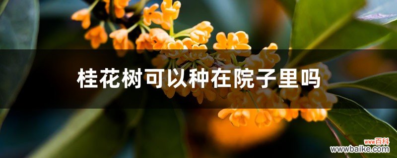 桂花树可以种在院子里吗