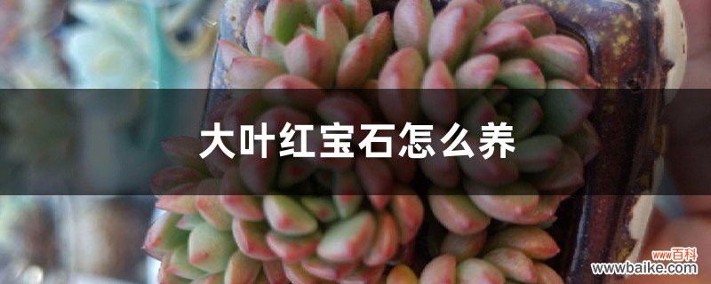 大叶红宝石怎么养