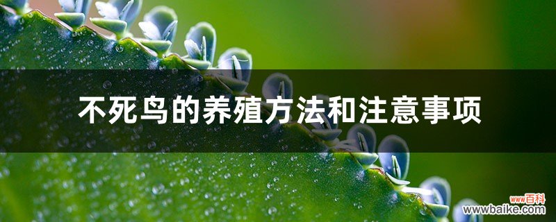 不死鸟的养殖方法和注意事项