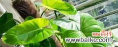 绿宝石喜林芋的养殖方法和注意方法