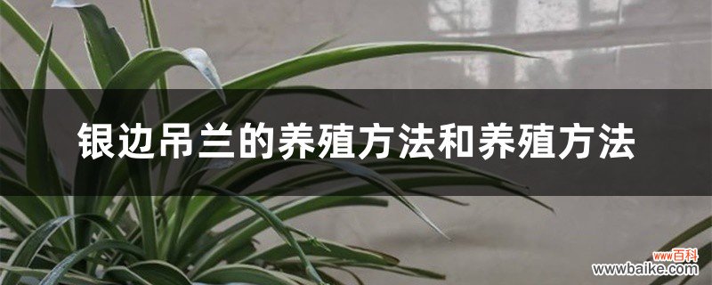 银边吊兰的养殖方法和养殖方法