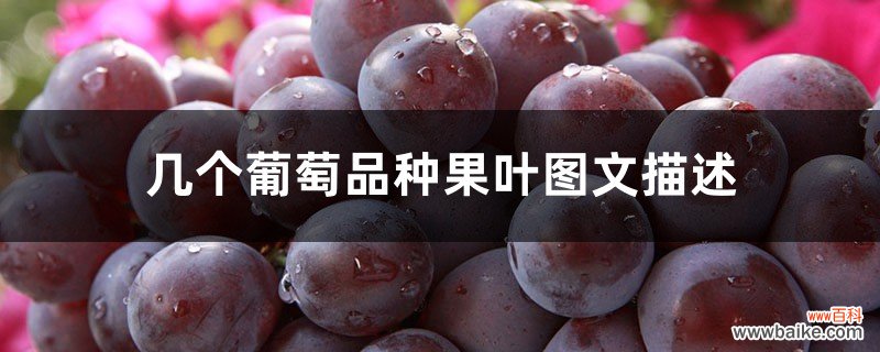 几个葡萄品种果叶图文描述