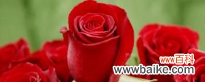 红玫瑰的养殖方法和注意事项