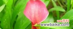 红花马蹄莲的养殖方法和注意事项