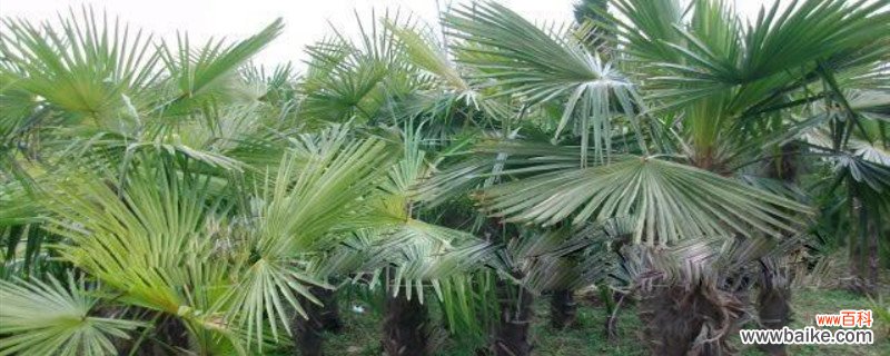 棕榈的养殖方法和注意事项