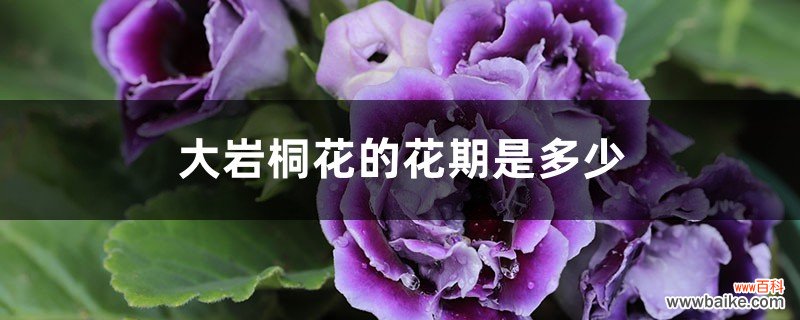 大岩桐花的花期是多少