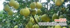 沙田柚的养殖方法和注意事项