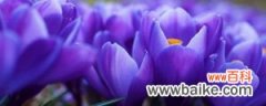 紫番红花的养殖方法和注意事项