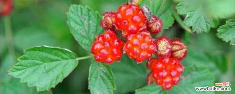 茅莓的养殖方法和注意事项