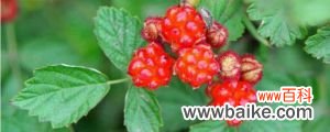 茅莓的养殖方法和注意事项