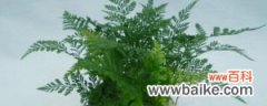 蕨类小盆栽的养殖方法和注意事项