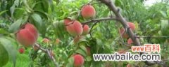水蜜桃的养殖方法和注意事项