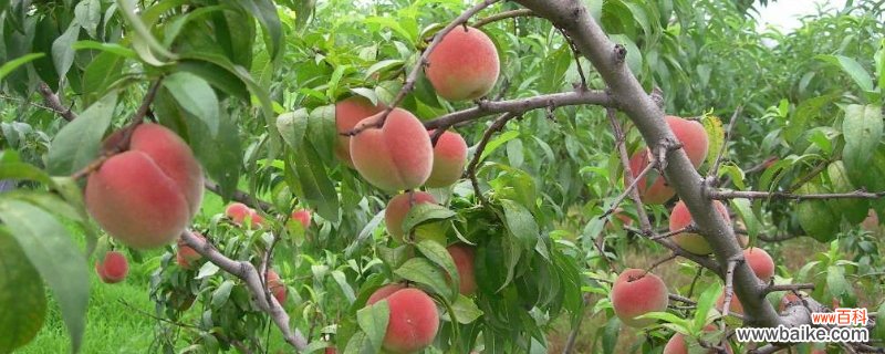 水蜜桃的养殖方法和注意事项