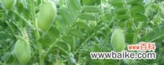 鹰嘴豆的养殖方法和注意事项