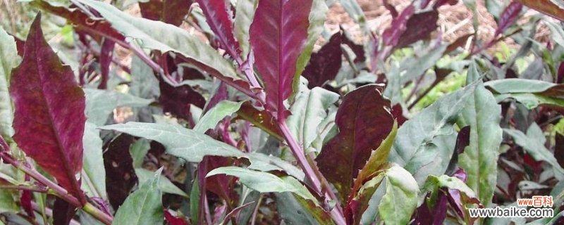 紫背菜的养殖方法和注意事项