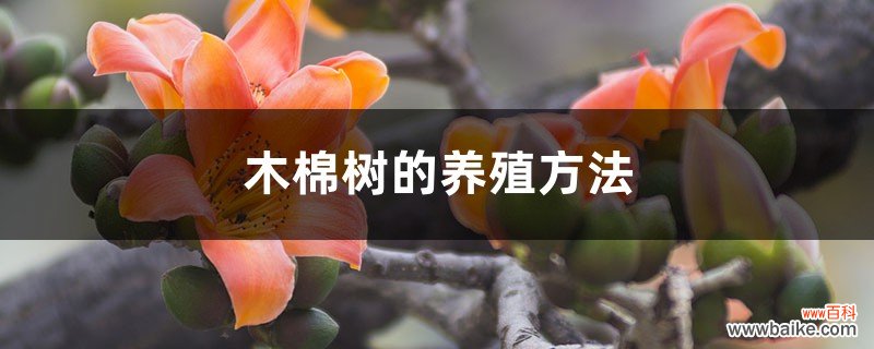 木棉树的养殖方法和注意事项