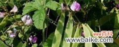 扁豆的养殖方法和注意事项