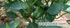 菜椒的养殖方法和注意事项