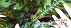 豹纹竹芋的养殖方法和注意事项