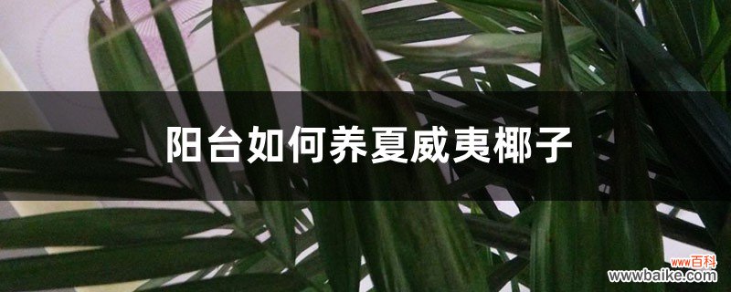 阳台如何养夏威夷椰子，需要注意什么