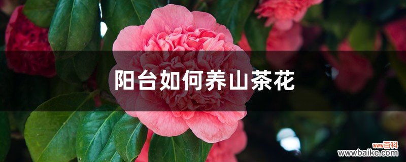 阳台如何养山茶花，需要注意什么