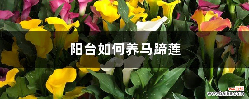 阳台如何养马蹄莲，需要注意什么