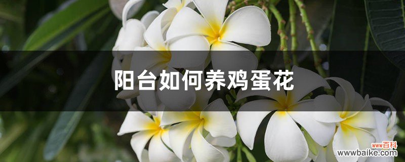 阳台如何养鸡蛋花，需要注意什么