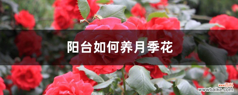 阳台如何养月季花，需要注意什么