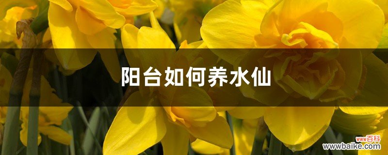 阳台如何养水仙，需要注意什么